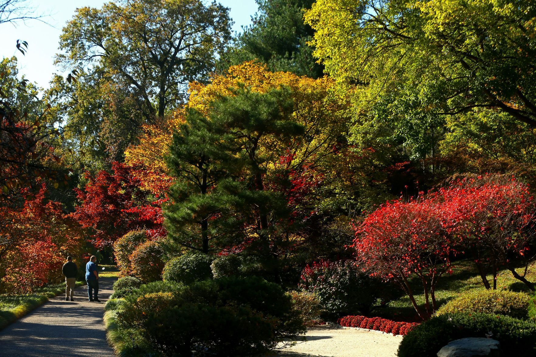Fall colors remain at MoBot during final days of tree week